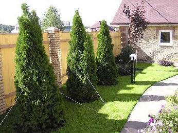 Кустарники и деревья